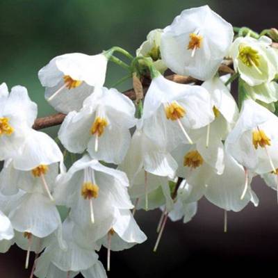 HALESIA MONTICOLA